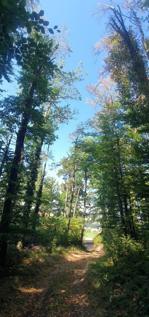 Forêt de feuillus touchée par la sécheresse