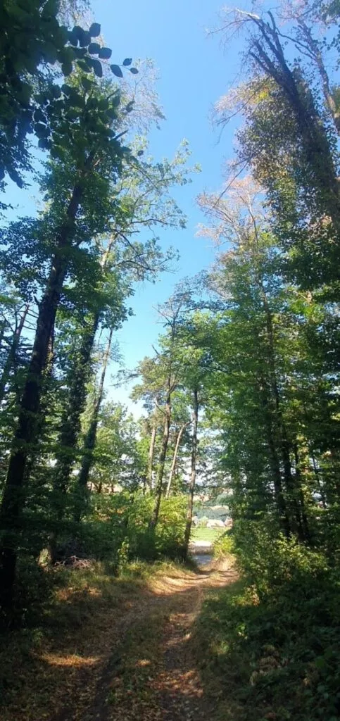 Forêt de feuillus touchée par la sécheresse